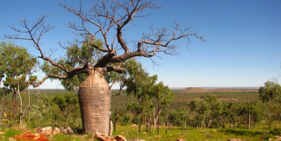 Curso de esencias florales de Australia a distancia