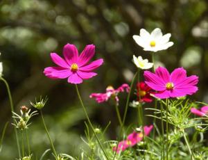 Las esencias florales en el tratamiento de trastornos cognitivos