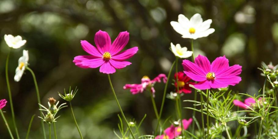 Las esencias florales en el tratamiento de trastornos cognitivos