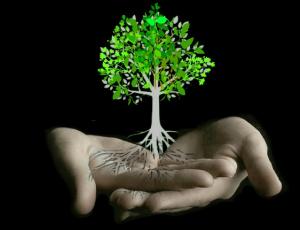 Descodificación biológica reparadora y árbol transgeneracional