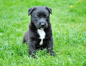 Curso de educación para cachorros