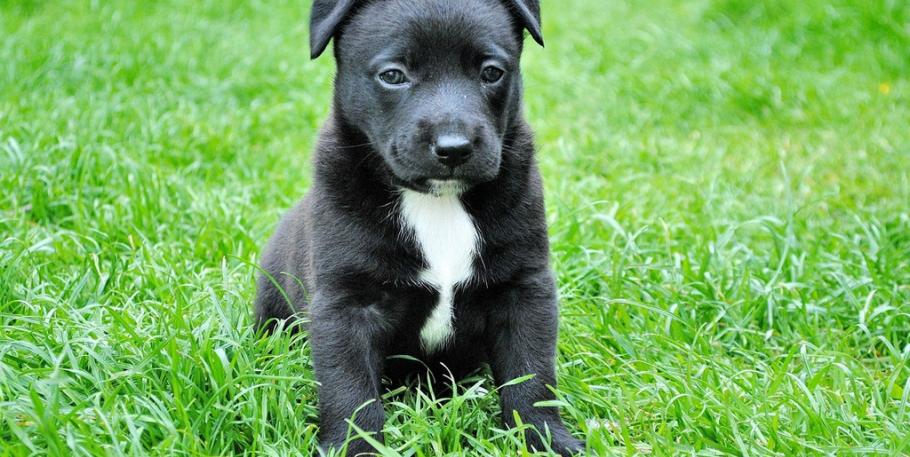 Curso de educación para cachorros