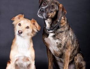 Las señales de calma en nuestros perros