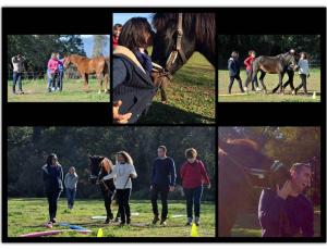 Inteligencia emocional con caballos