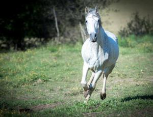 Emocions, cavalls i essència