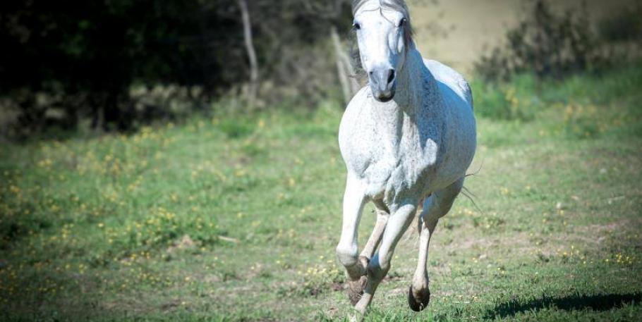 Emocions, cavalls i essència