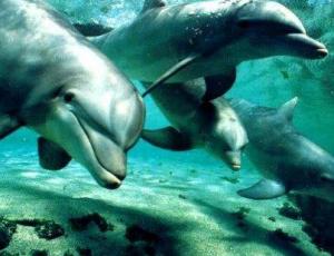 Reiki delfines de la Atlántida