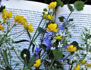 Caminando con las flores