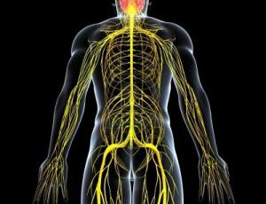 Dermo Neuro Modulación