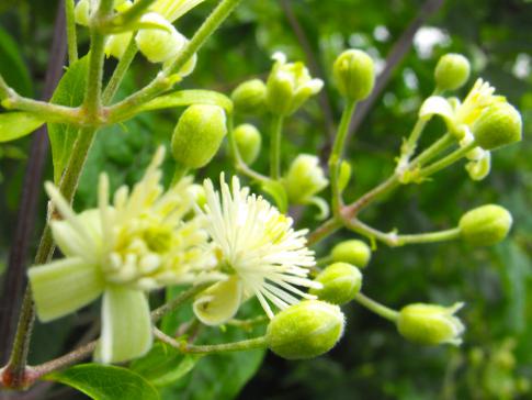 Terapias Florales o con Plantas